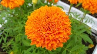 菊花家庭养殖方法