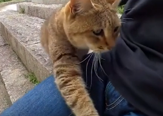 猫咪把你当做父母的五种表现。