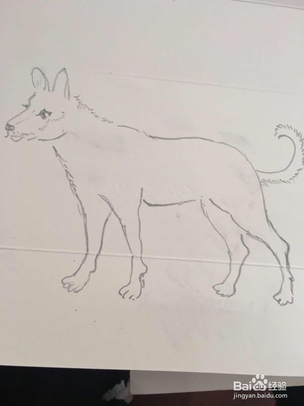 怎样画狗的简笔画 十二生肖之十一