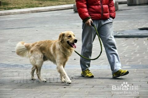 惊!生命在于遛狗,生命不惜遛狗不止~