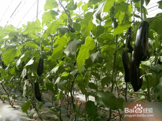 茄子整枝、剪叶、摘叶的方法