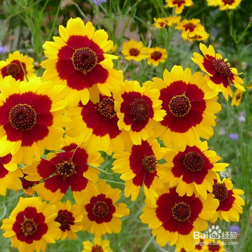 蛇目菊草本花卉怎么养殖？