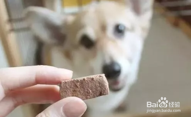 柯基掉毛解决办法