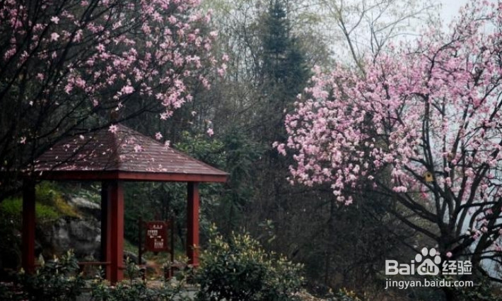 吃什么可以缓解春困呢?