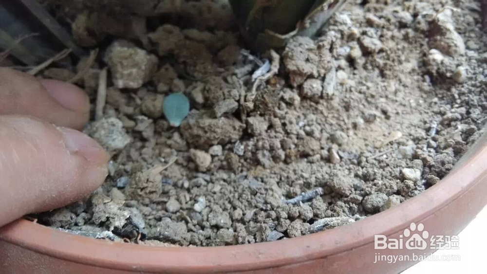 植物金手指冬天怎么养