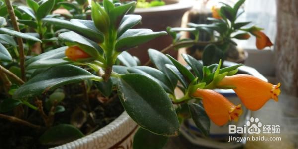 金鱼吊兰修剪教程