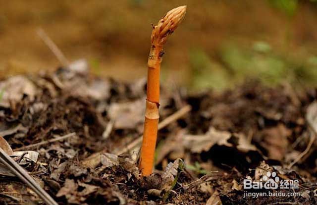 天麻的生长习性和病害防治及壮根壮苗的管理要点