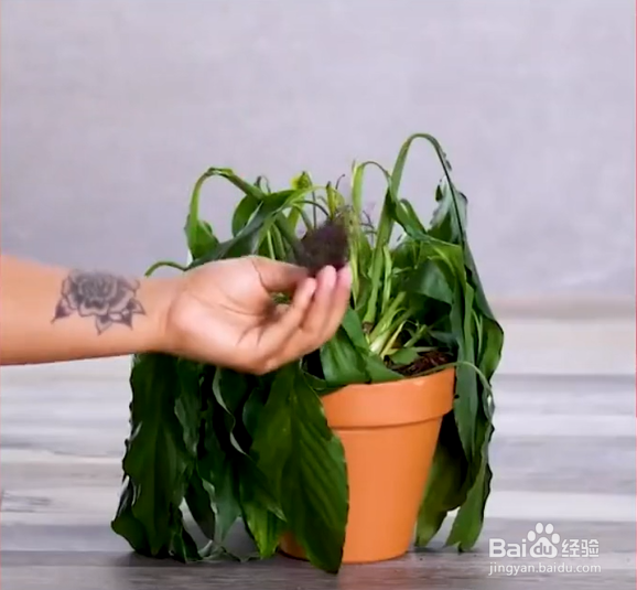 生活中种植花草的妙招