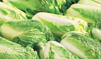 白菜如何保存新鲜