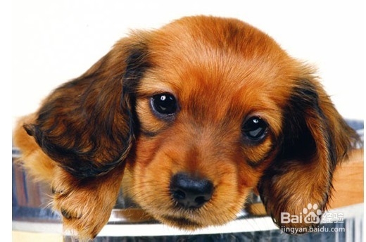 怎么让新买的狗狗适应环境？