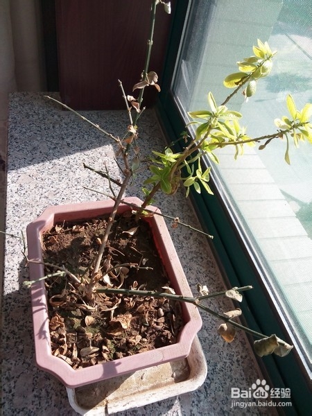 给小花整枝的技巧和原则