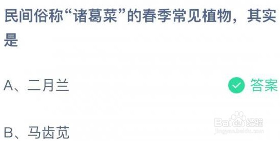 民间俗称诸葛菜的春季常见植物其实是什么