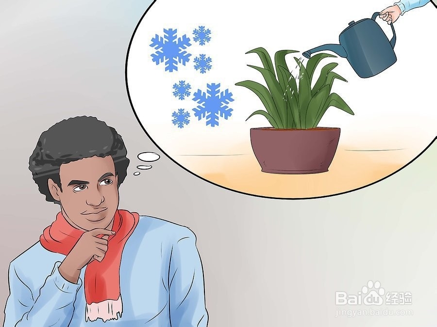如何照料虎皮兰?