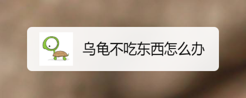 乌龟不吃东西怎么办