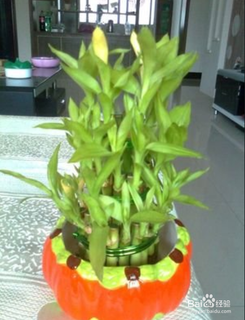 节节高叶子发黄怎么办