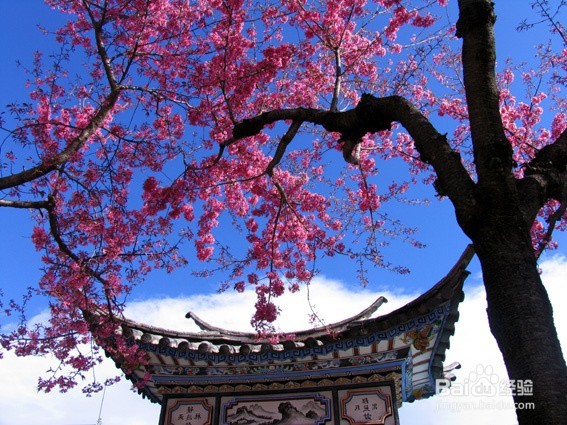 国内赏樱攻略大全