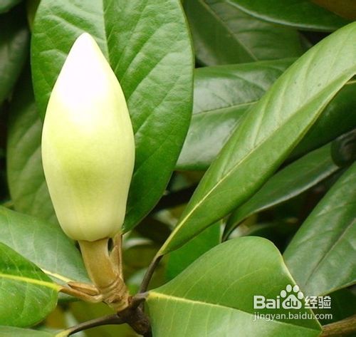 如何防治危害广玉兰树的乳白蚁？