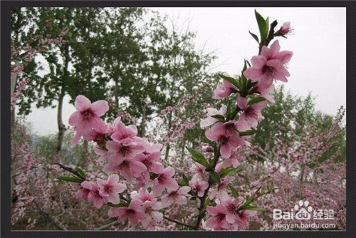 用光影魔术手如何将图片变淡