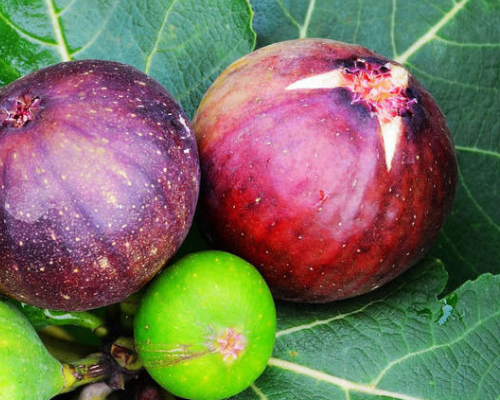 哪些水果里面含蛋白质高