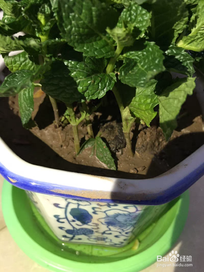 薄荷长红蜘蛛怎么处理