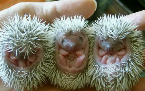 快要下雨了小动物们都急忙往家跑,可小刺猬却往外跑,为什么