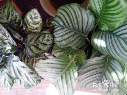养花总死就种草,色彩斑斓四季好看
