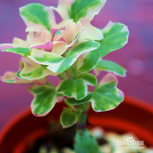 七宝树的养殖方法和注意事项