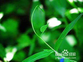 秘验单方 治疗糖尿病