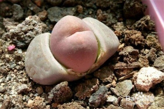 石生花繁殖方式图片