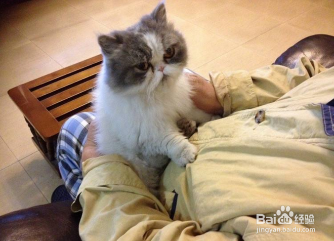 小猫咪如何取暖