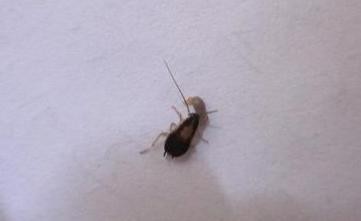 家里蟑螂多有什么办法能根除