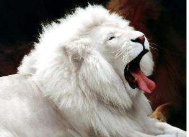 黄金瞳里面庄睿的白狮是什么狗