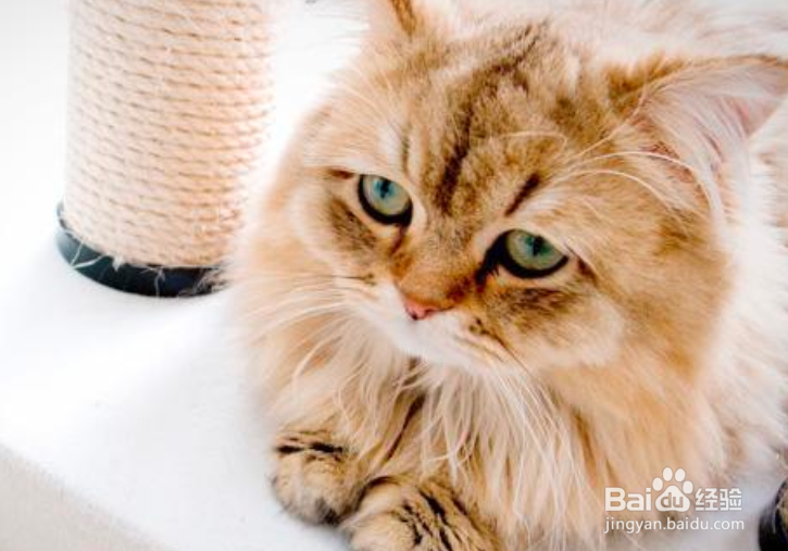 猫脱毛怎么办