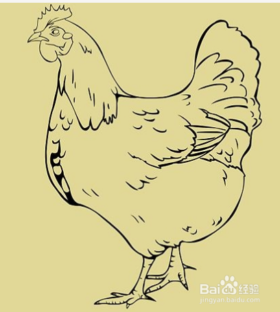 用铅笔快速简单画鸡画母鸡