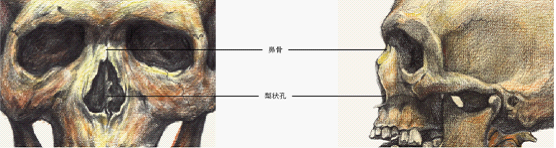 如何画好素描头像三