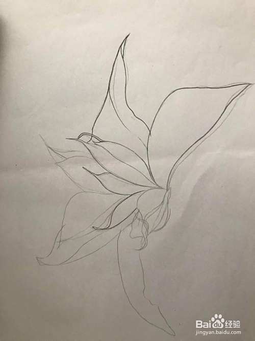 画叶子和抽象花朵的简单线描画 百度经验