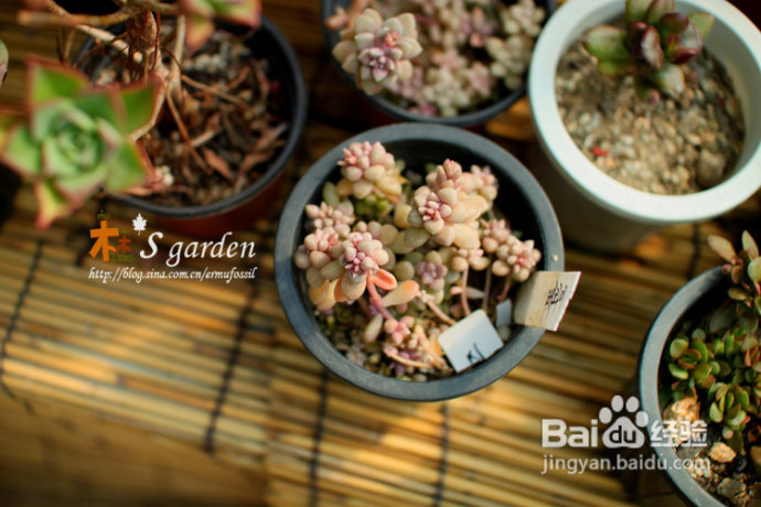 植物摄影小窍门+皮神山大王记