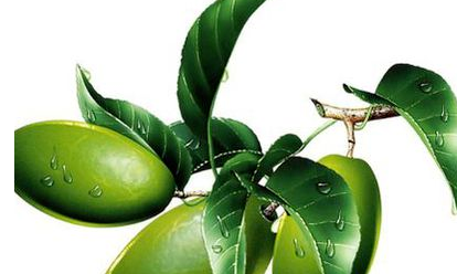 吃橄榄有什么好处