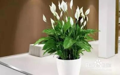 怎么判断家里是否有甲醛？