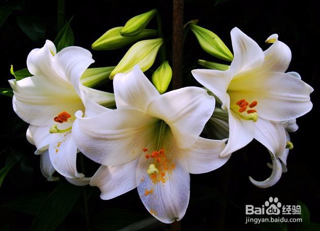 百合花叶子黄了怎么救