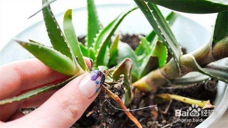 芦荟分株方法和注意事项