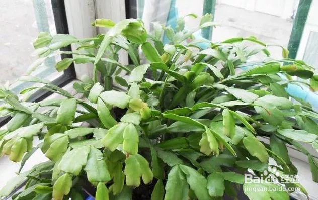 蟹爪兰夏天怎么养