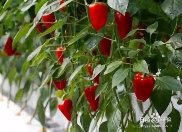 辣椒生长缓慢怎么处理