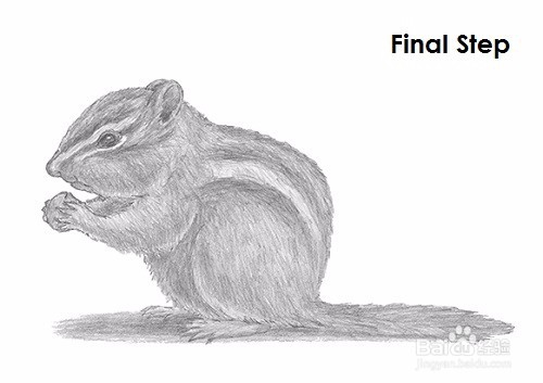 如何绘制花栗鼠——加菲的吃货生活