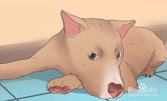 柯基动作的含义图解