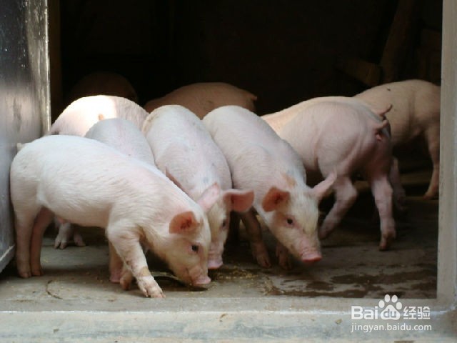 8种巨毒肉类吃了夺命