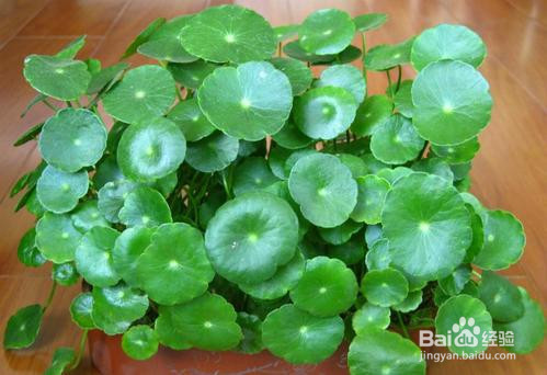 室外铜钱草怎么过冬