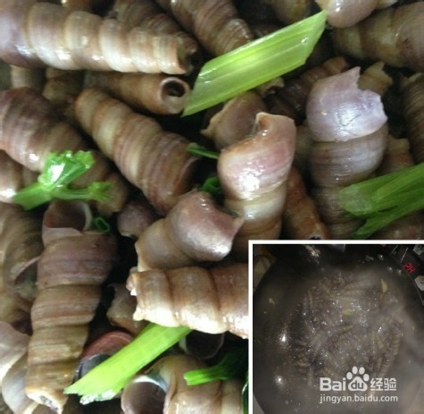 如何烹饪海螺