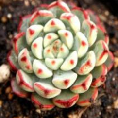 小红衣多肉怎么养