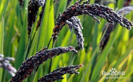 不瘦都难！6种黄金瘦身圣器——米